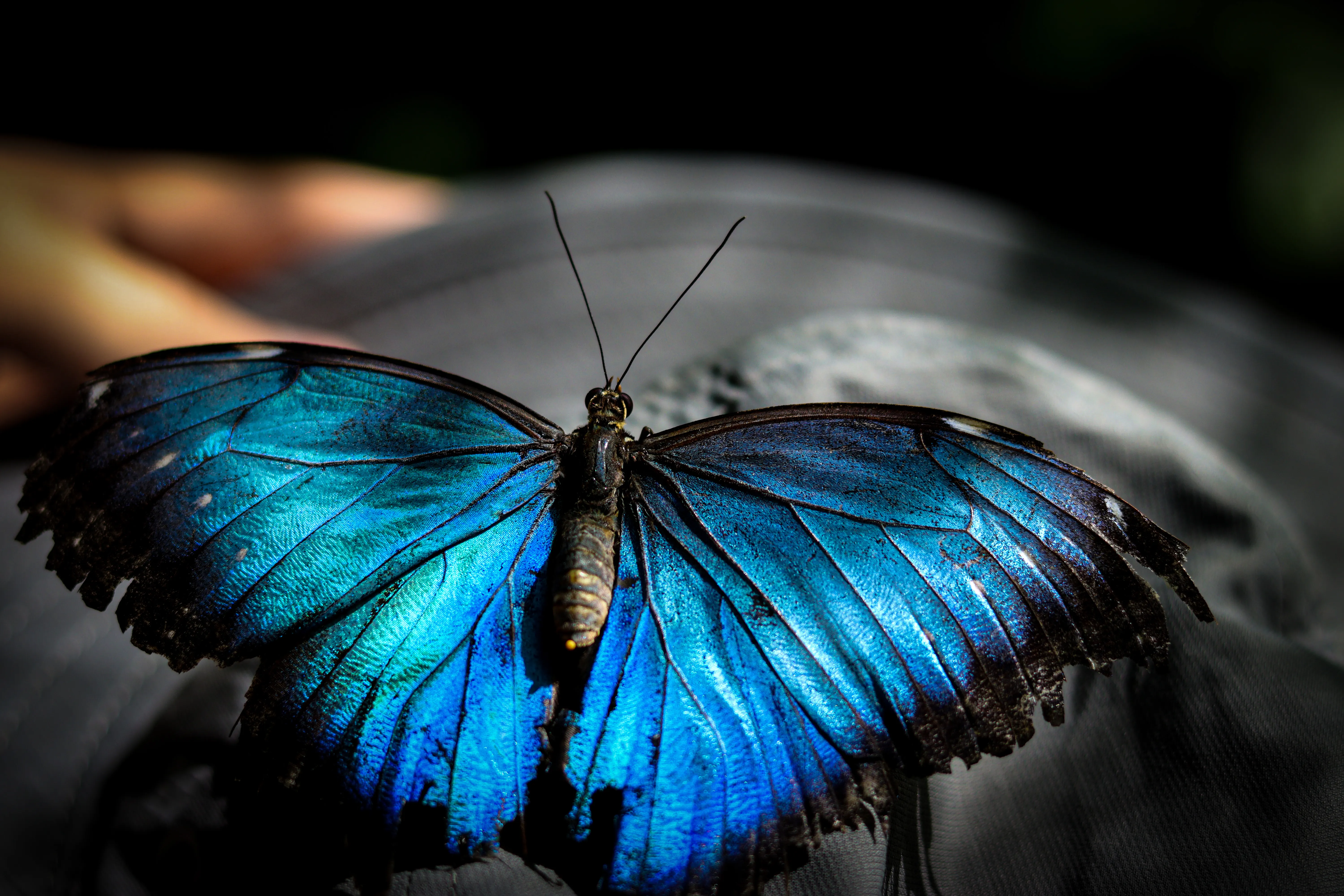 Vibrant Blue Morpho Butterfly on Dark Background · Free