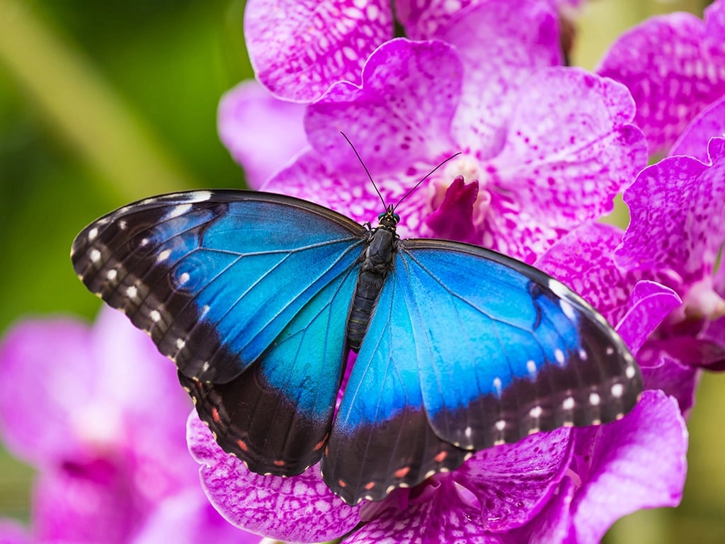 The Famous Blue Morpho Butterfly Conservatory
