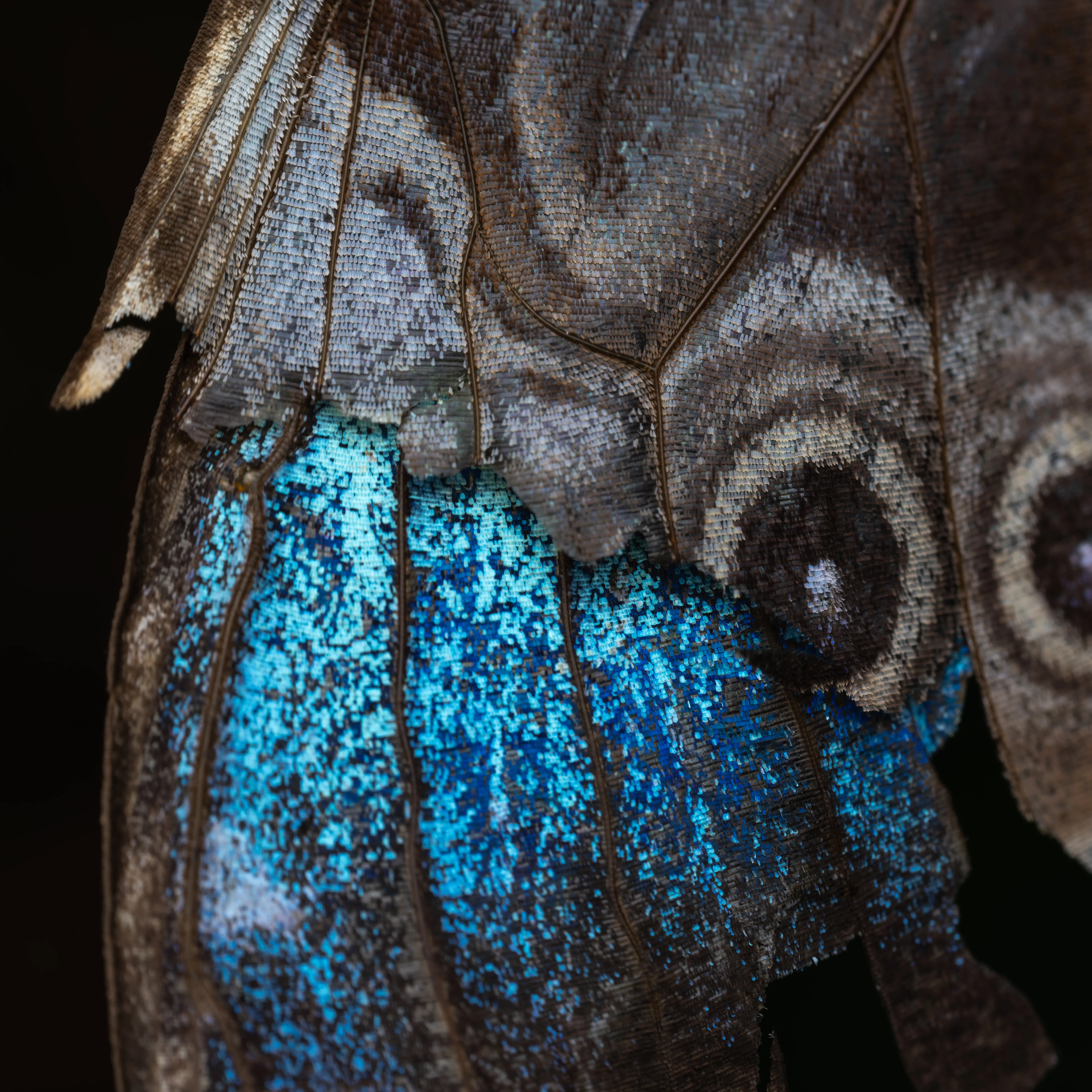 Close Up Of Blue Morpho Butterfly Wing Texture · Free