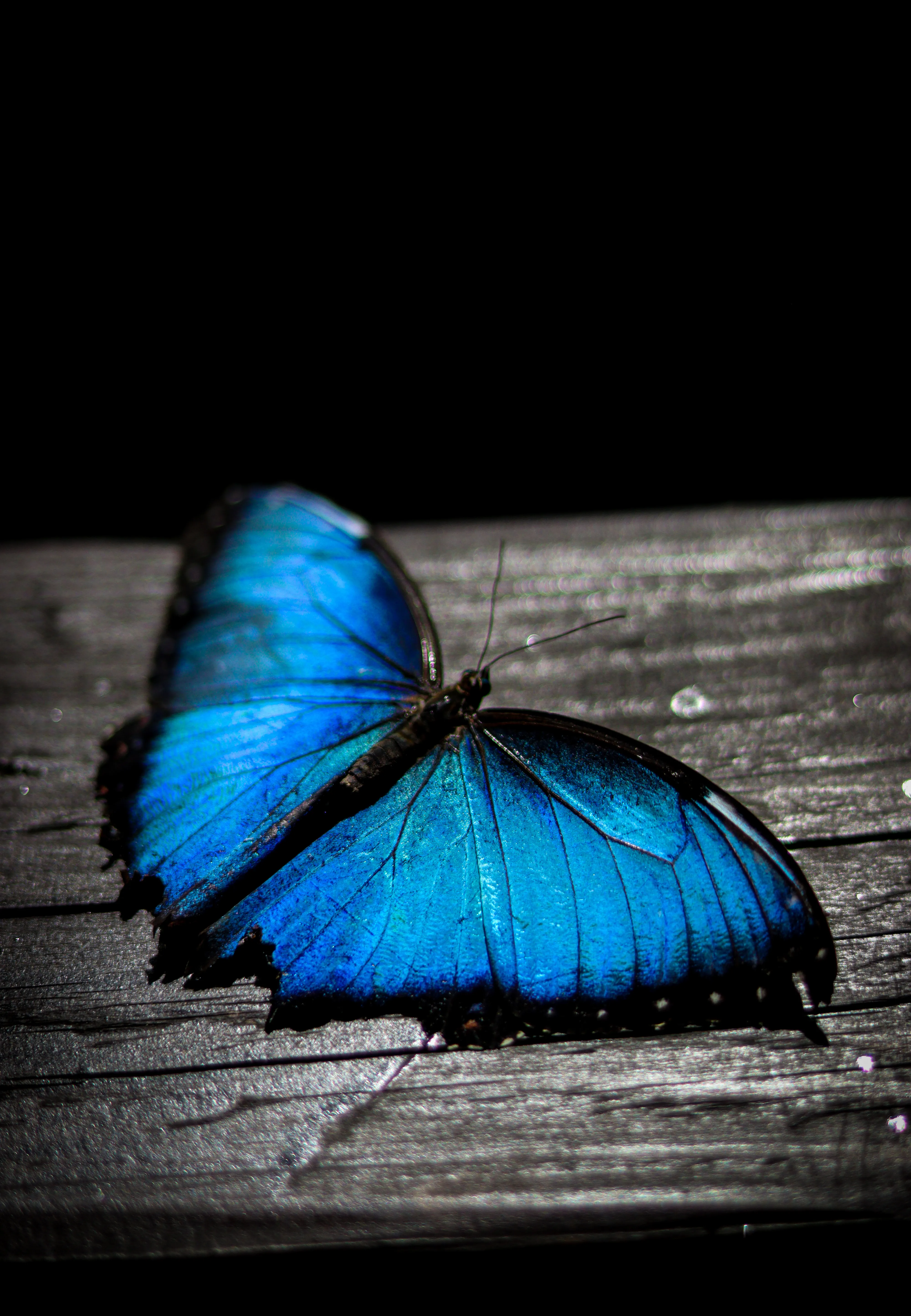 Blue Wing Butterfly Photo, Download The BEST Free Blue Wing Butterfly & HD Image