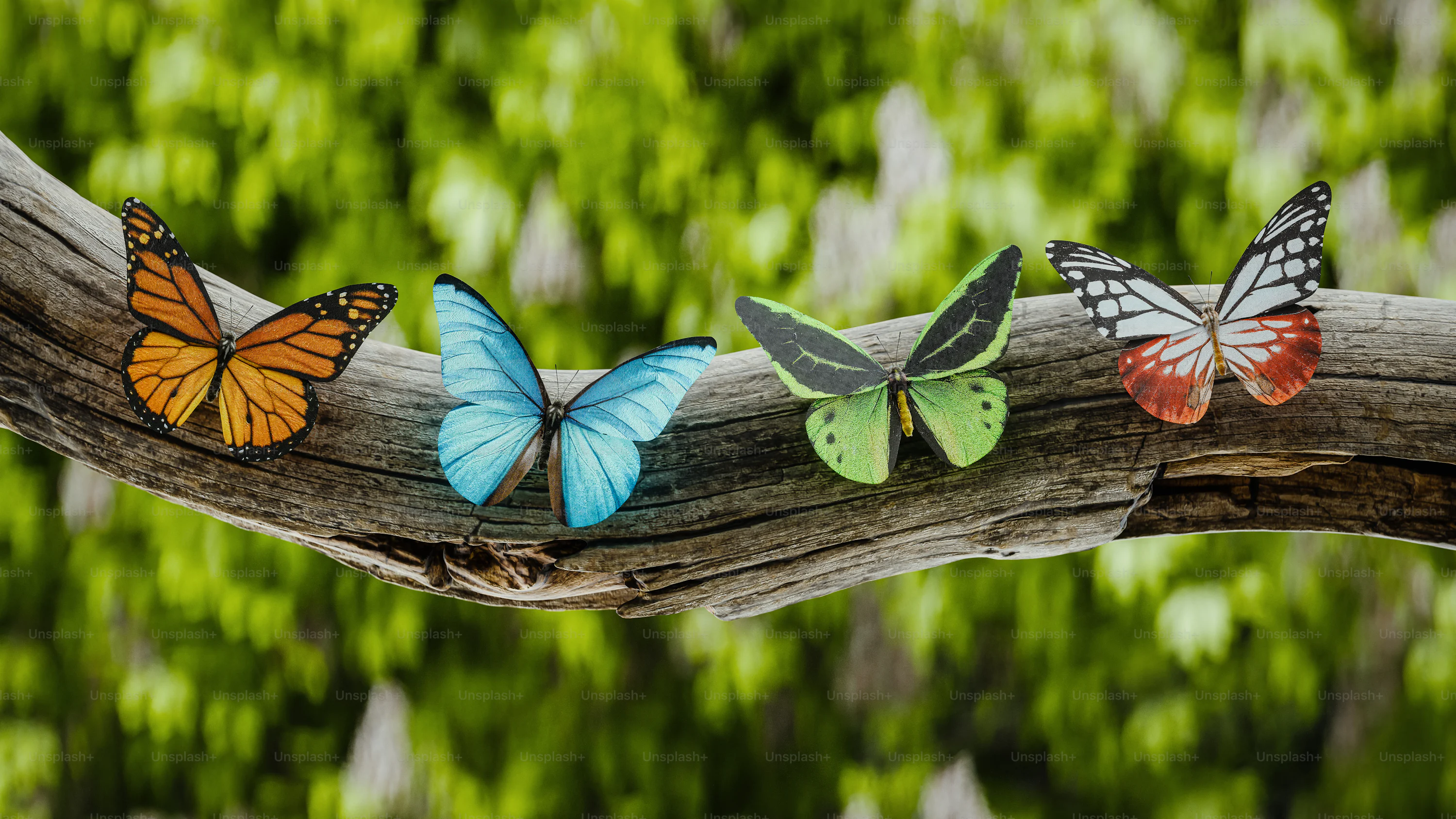 Blue Morpho Butterfly Picture. Download Free Image