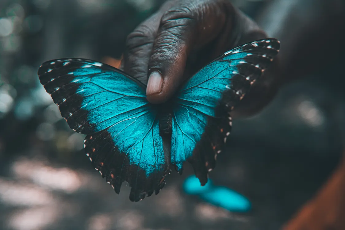 Morpho Achilles Butterfly · Free