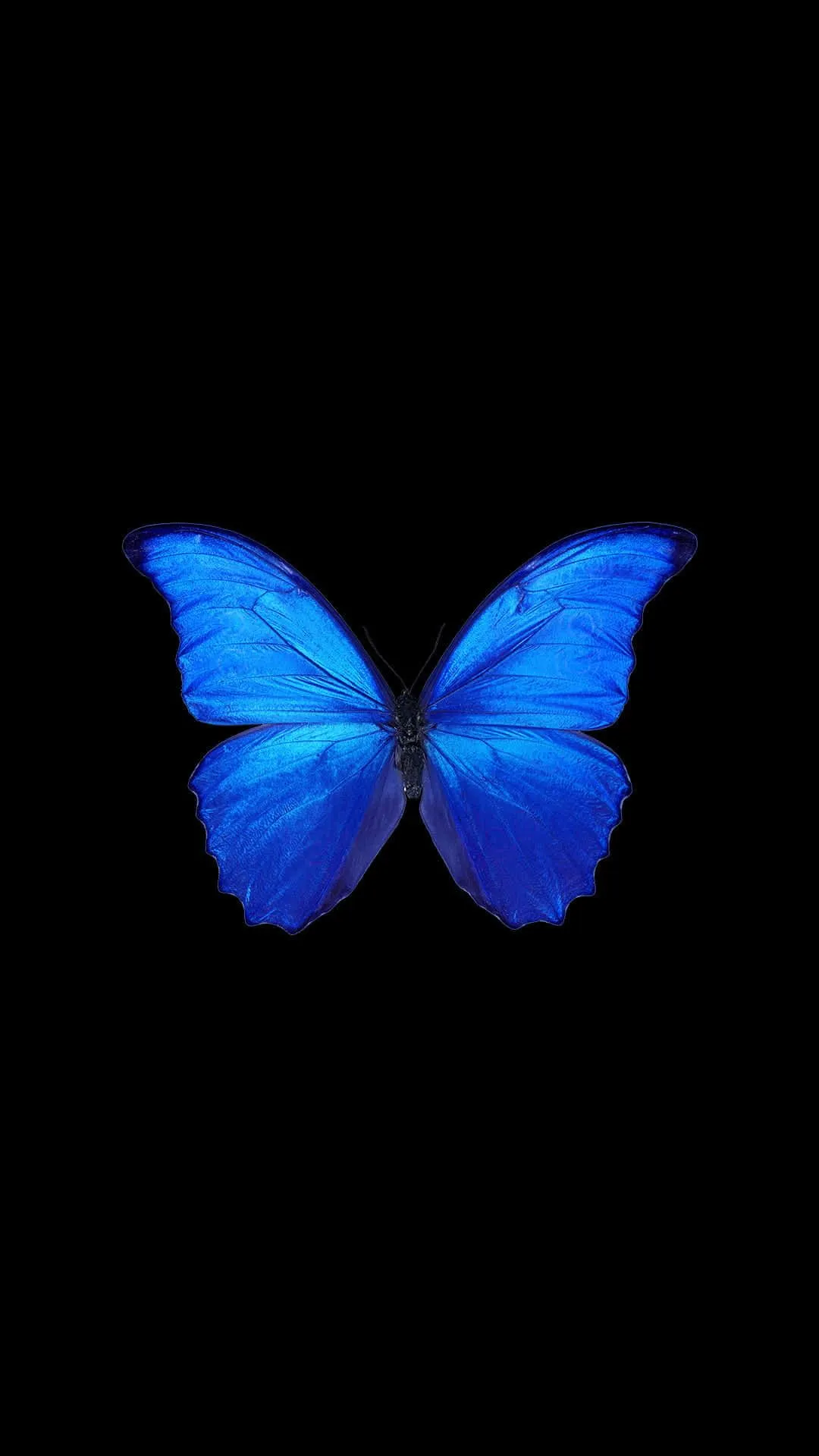 Download Beautiful Blue Butterfly Background