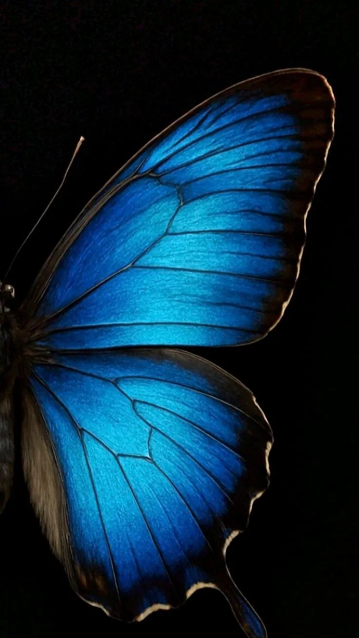 Butterlfy wings. Butterfly wings photography, Blue and black butterfly, Real blue butterfly