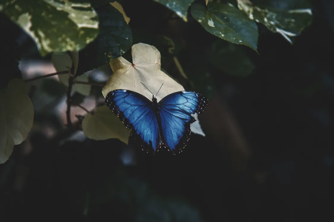 Close Up Shot Of Menelaus Blue Morpho On The Leaf · Free