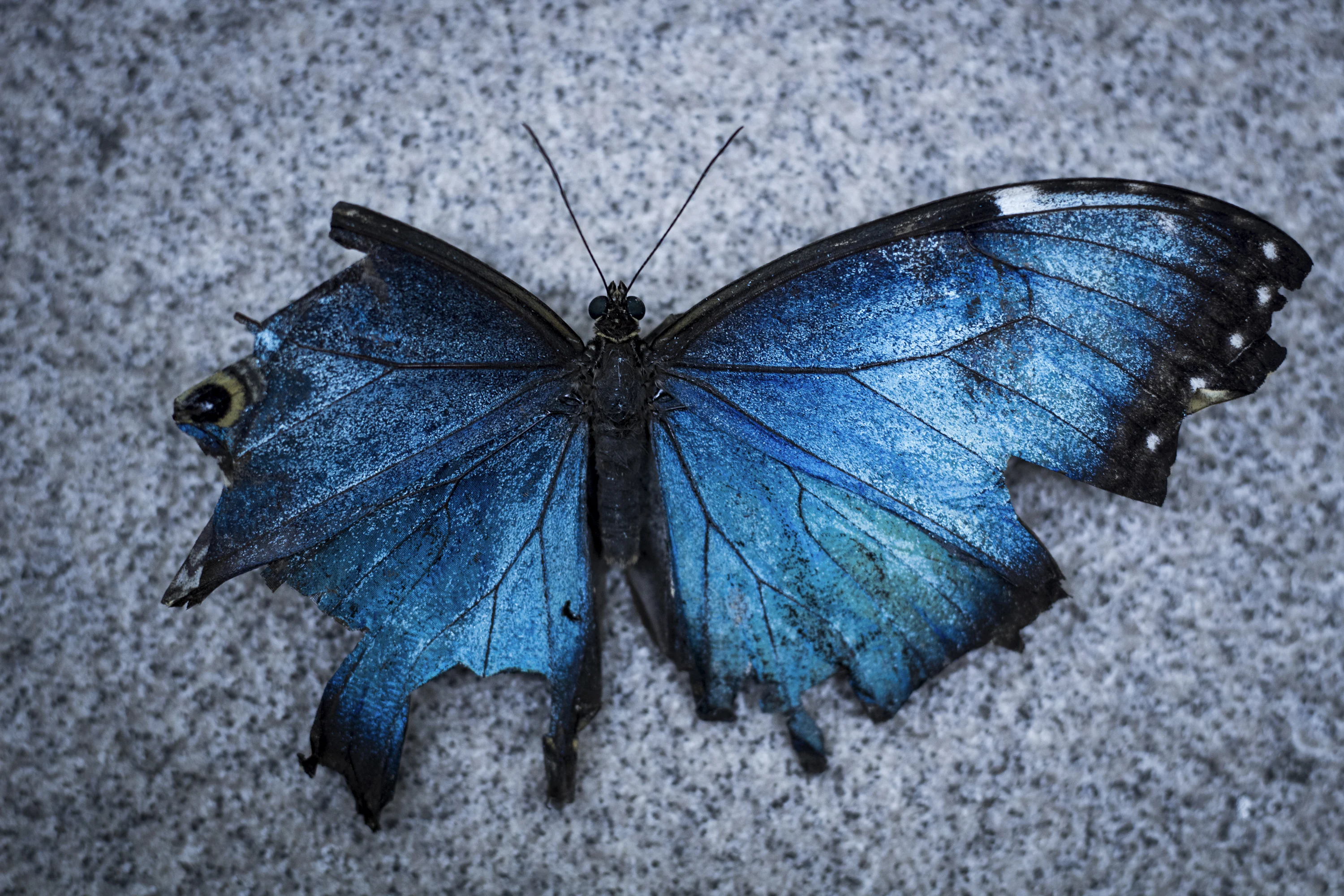 Blue Morpho Butterfly Picture. Download Free Image