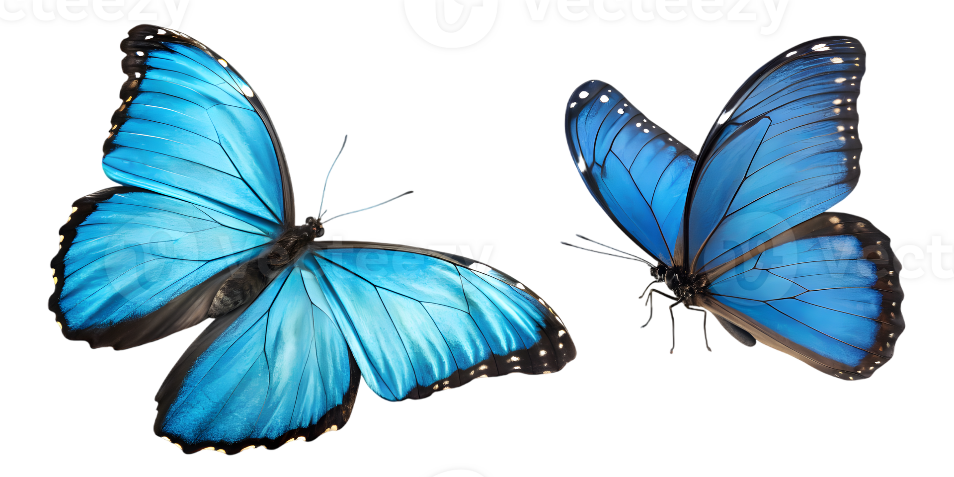 Blue Morpho Butterfly Pair Realistic Isolated PNG