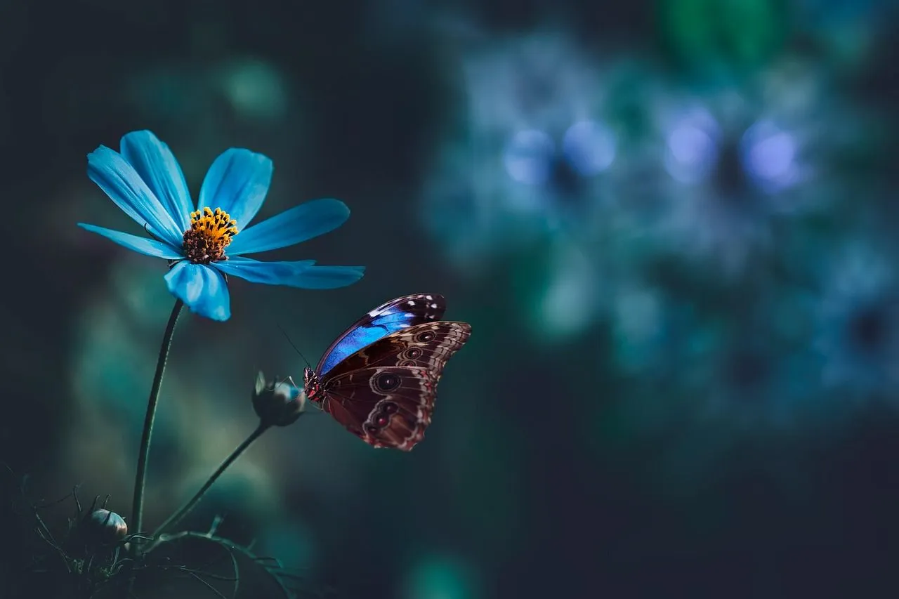Blue Morpho Butterfly