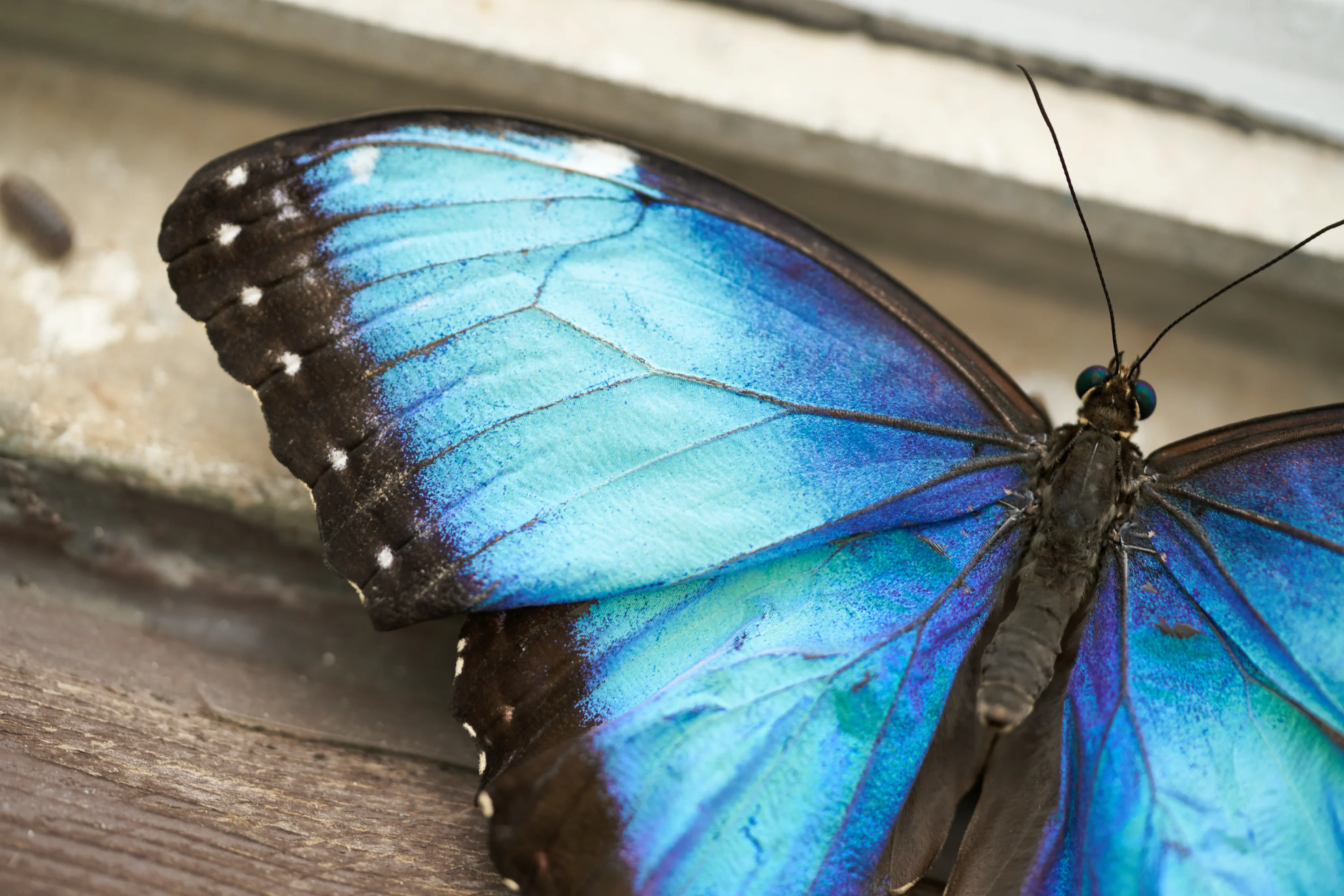 Morpho Butterfly Picture. Download Free Image