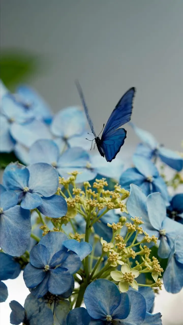 Blue butterfly Videos and 4K to download