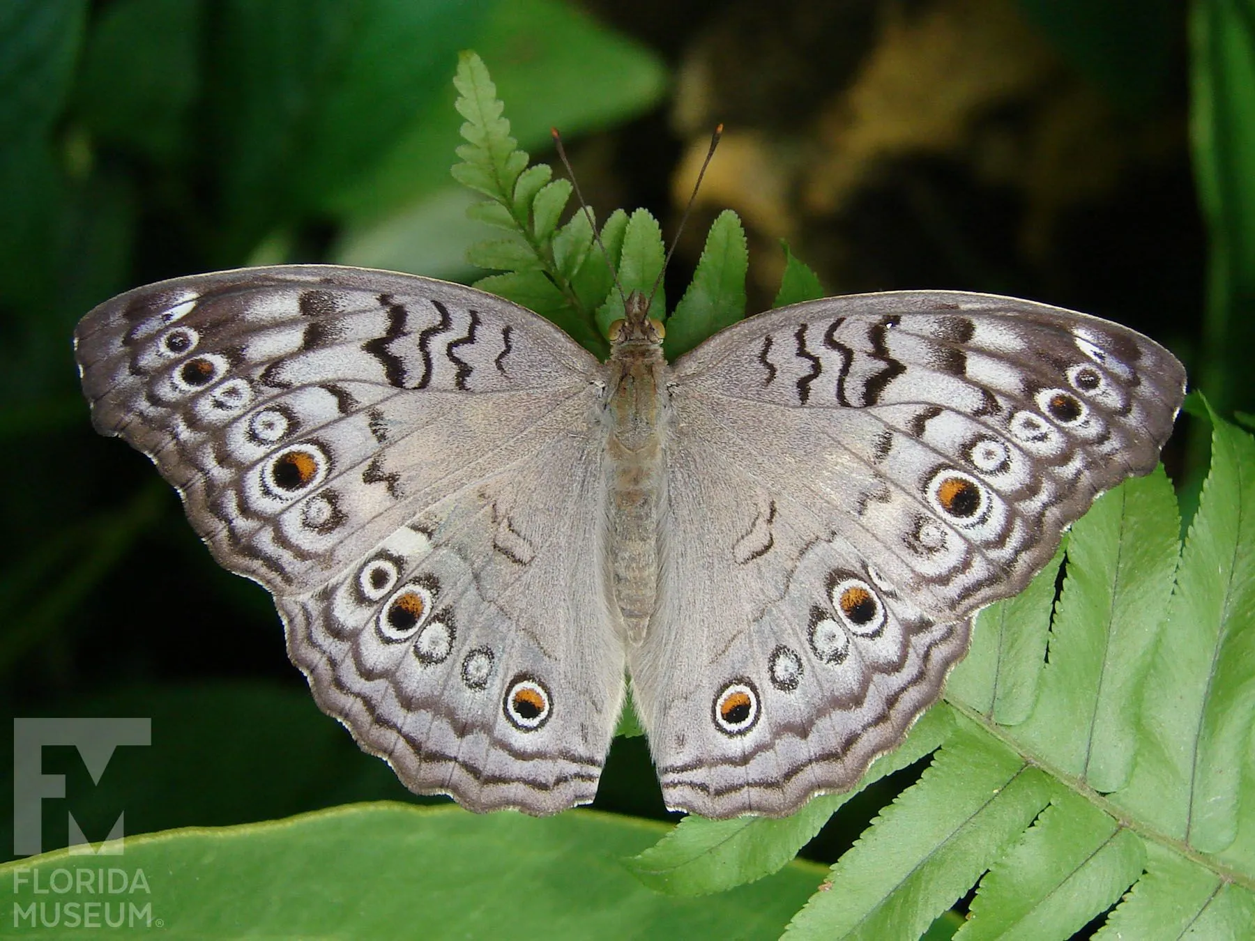 Grey Pansy