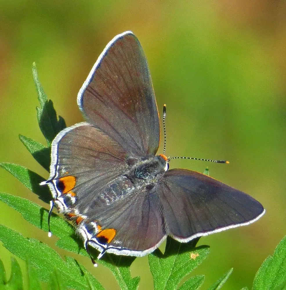 Gray Hairstreak Butterfly Atlas