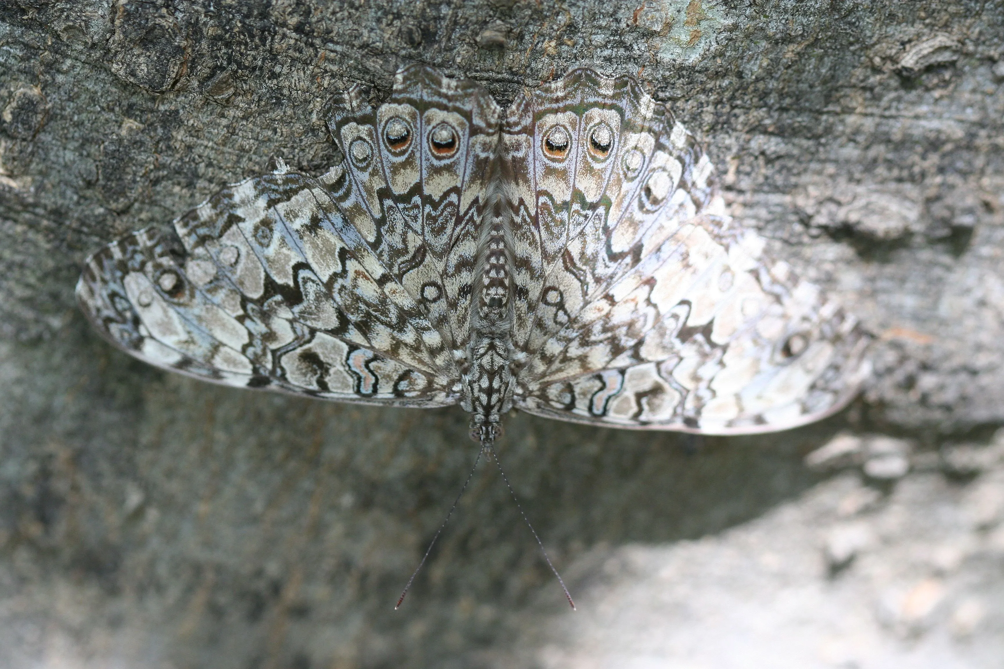 Hamadryas februa
