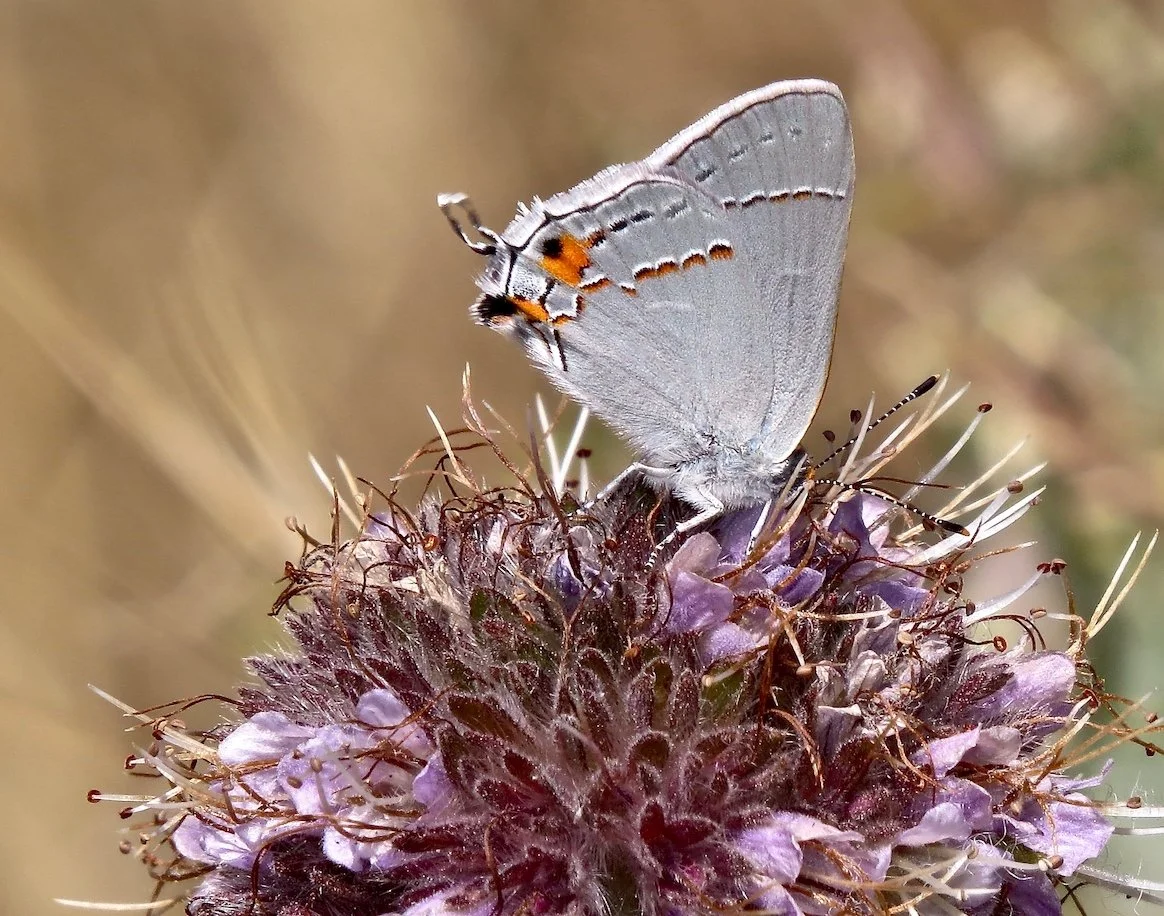 Gray Hairstreak