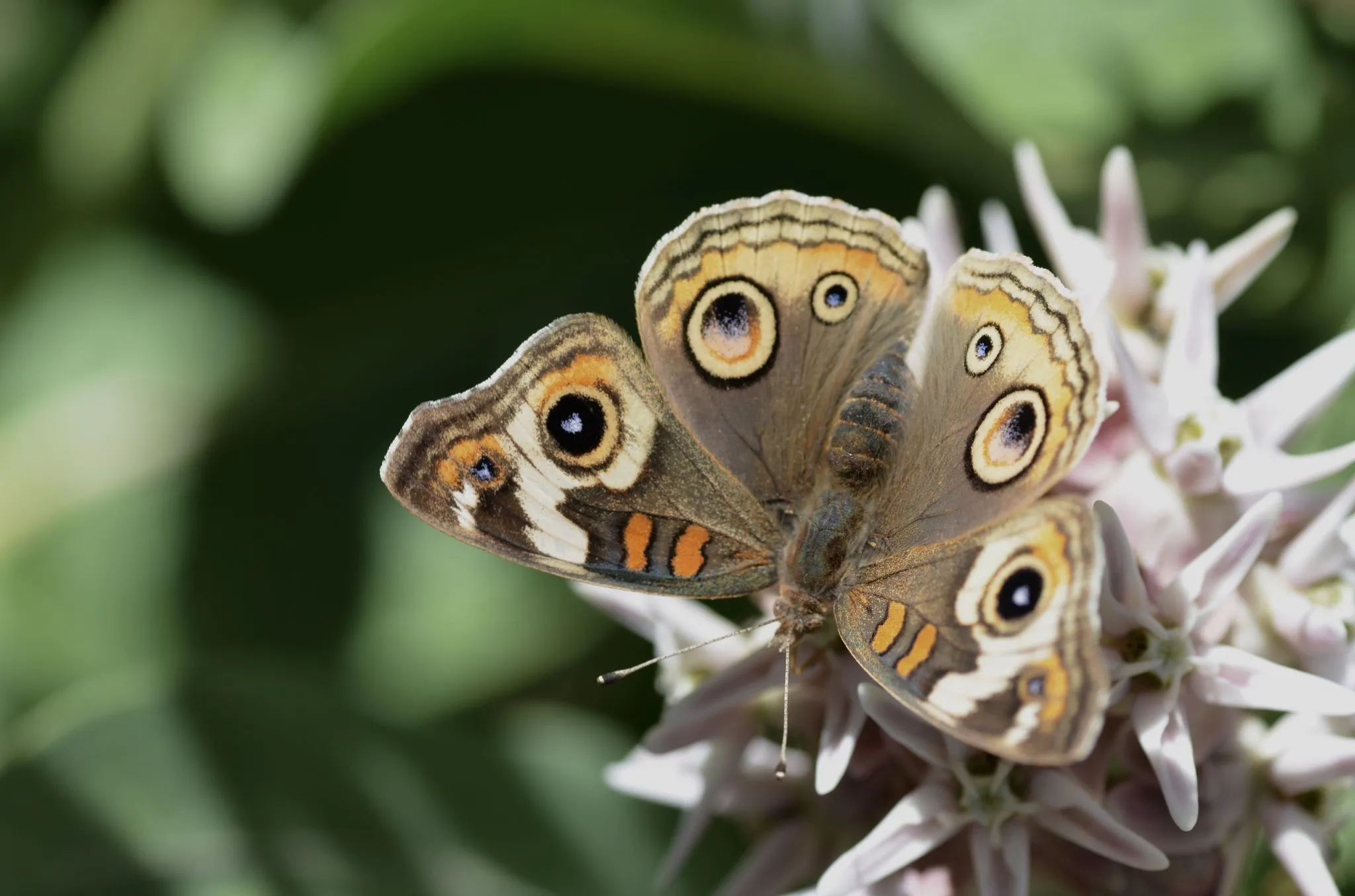 Junonia grisea