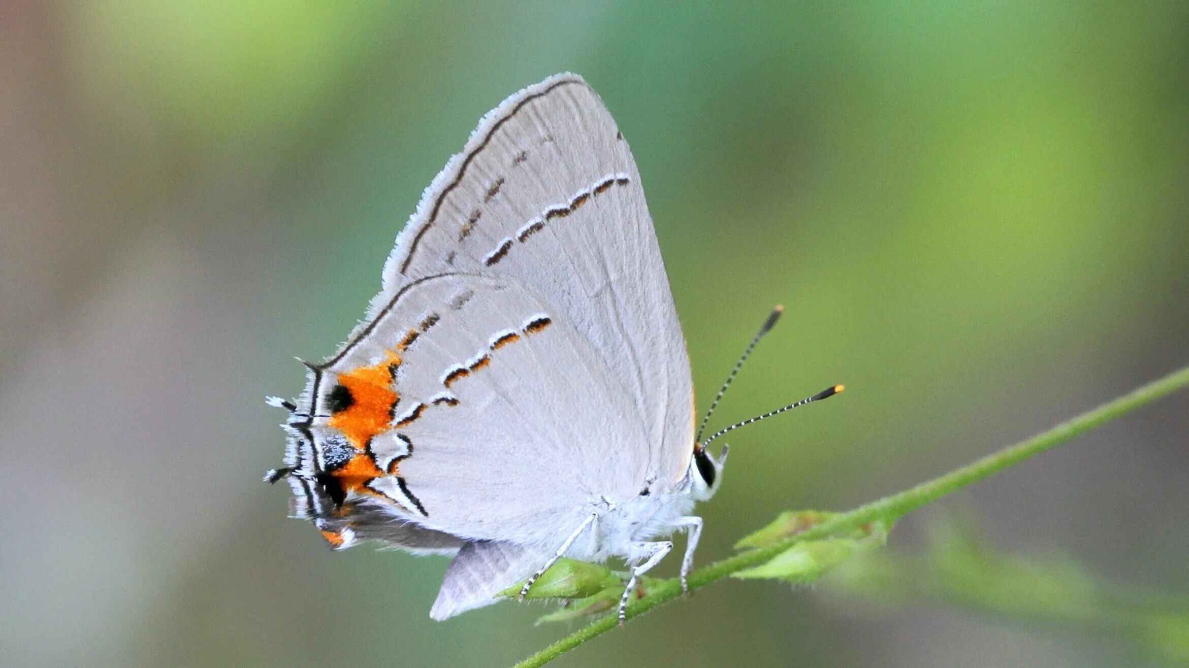 Gray Hairstreak: Strymon melinus