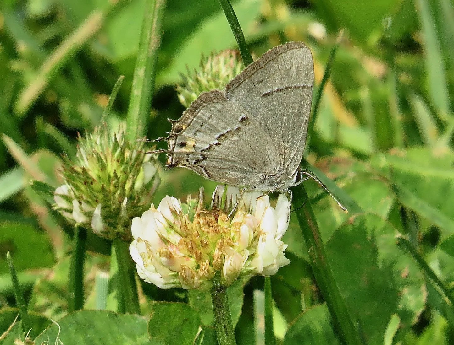 Gray Hairstreak