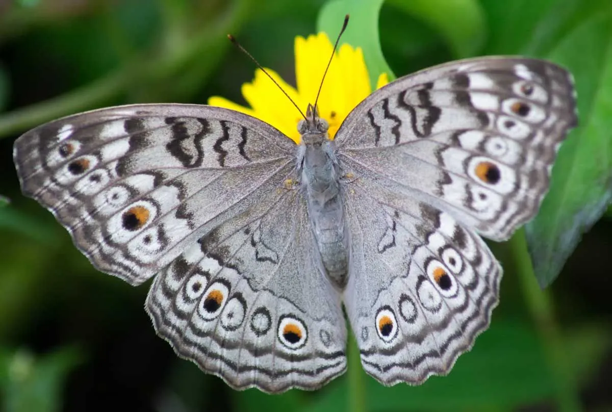 Gray Butterfly Meaning And Symbolism • Colors Explained