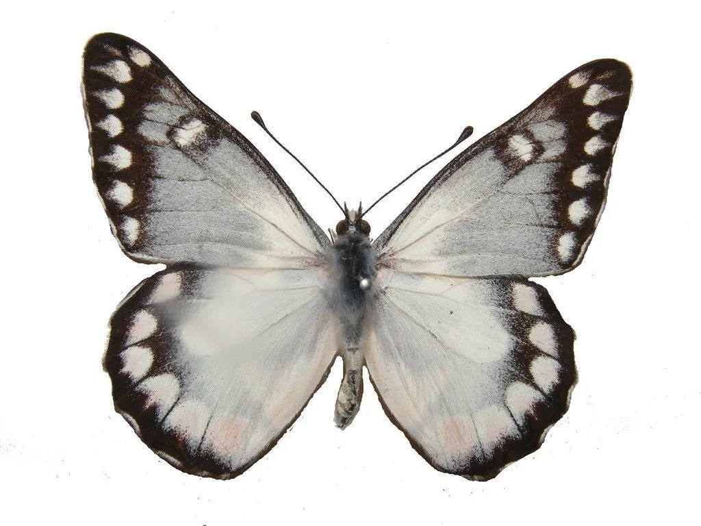 grey butterfly. i took these pics of butterflies at the wes