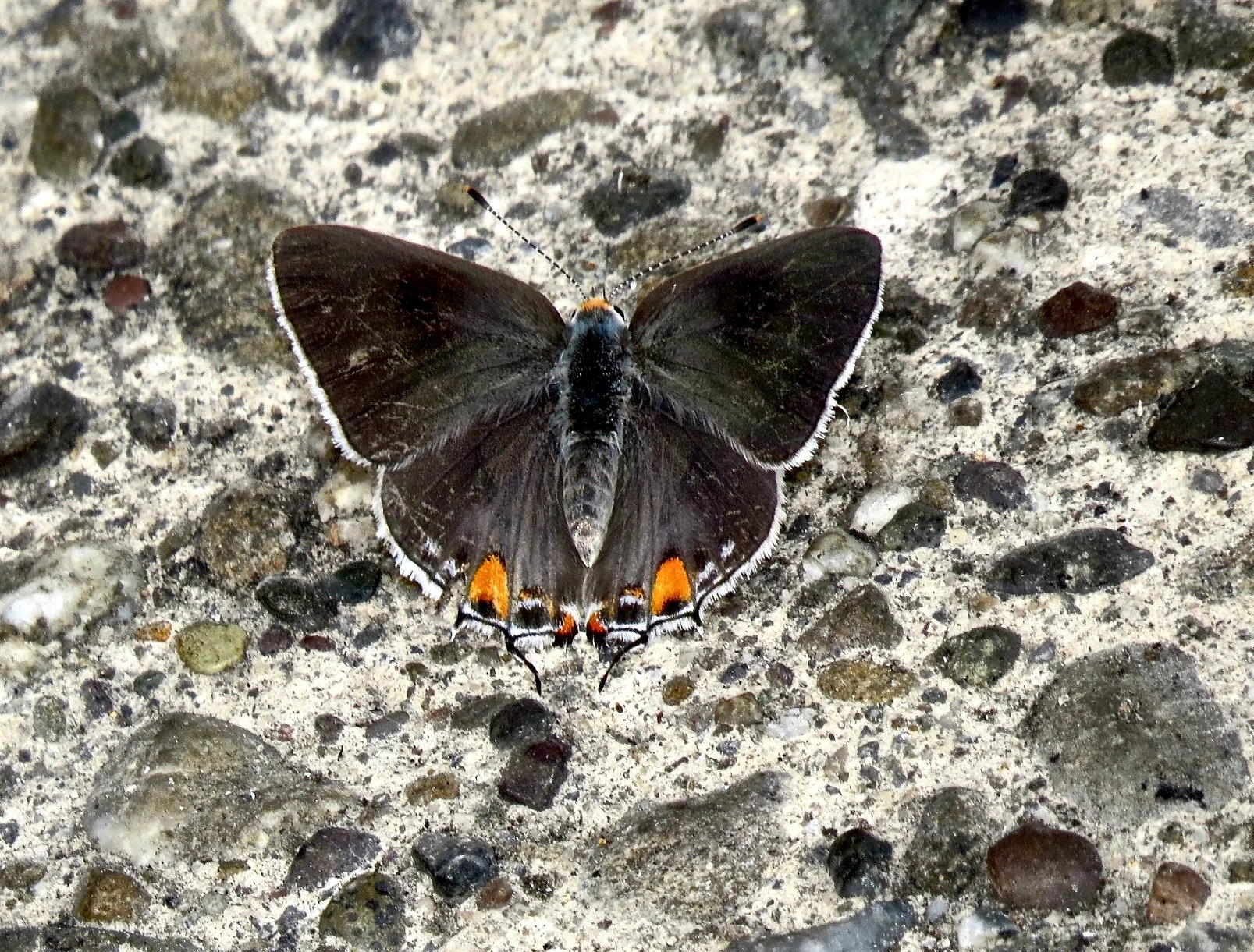 Gray Hairstreak