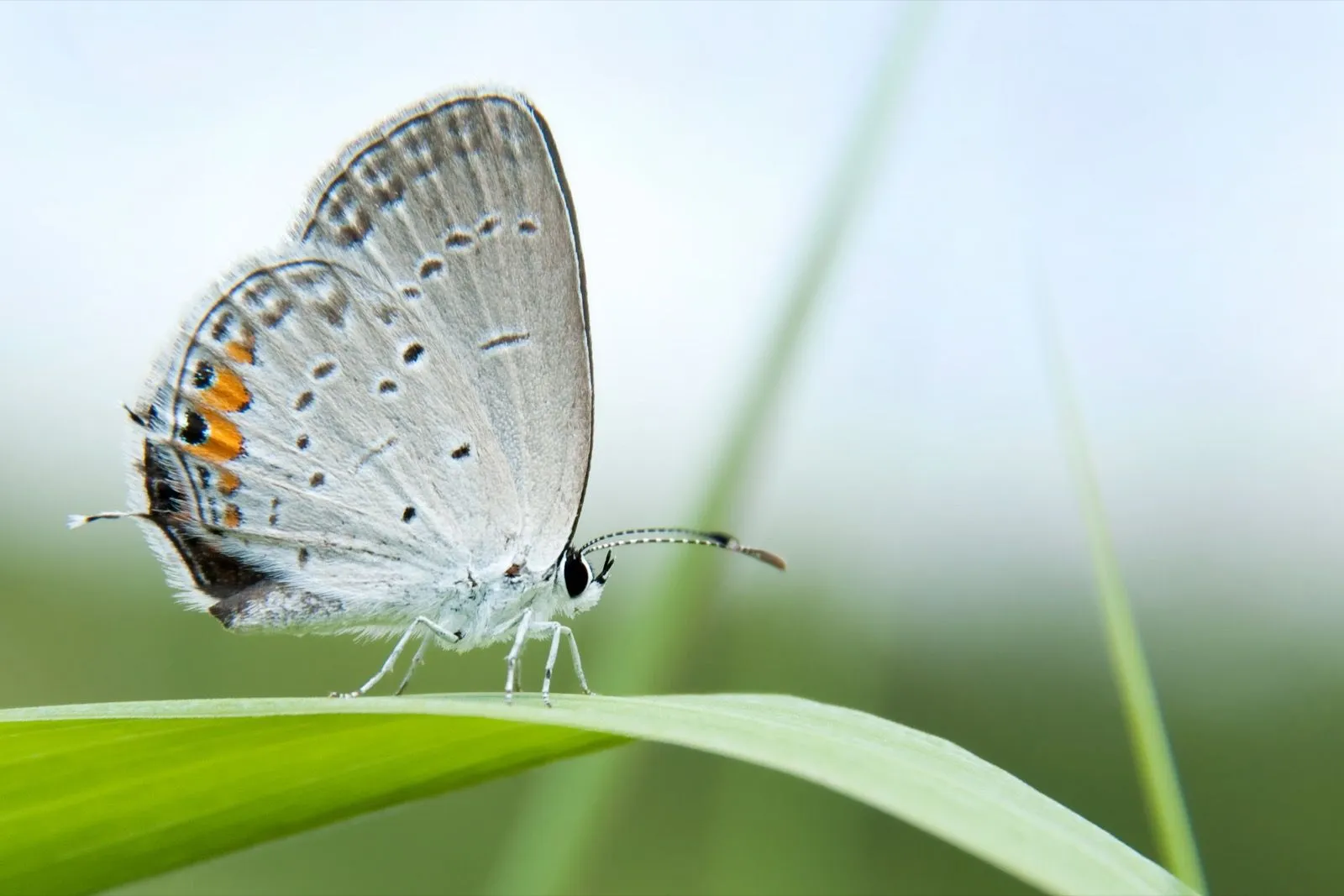 Gray Butterfly Meaning: What Do Gray Butterflies Symbolize?