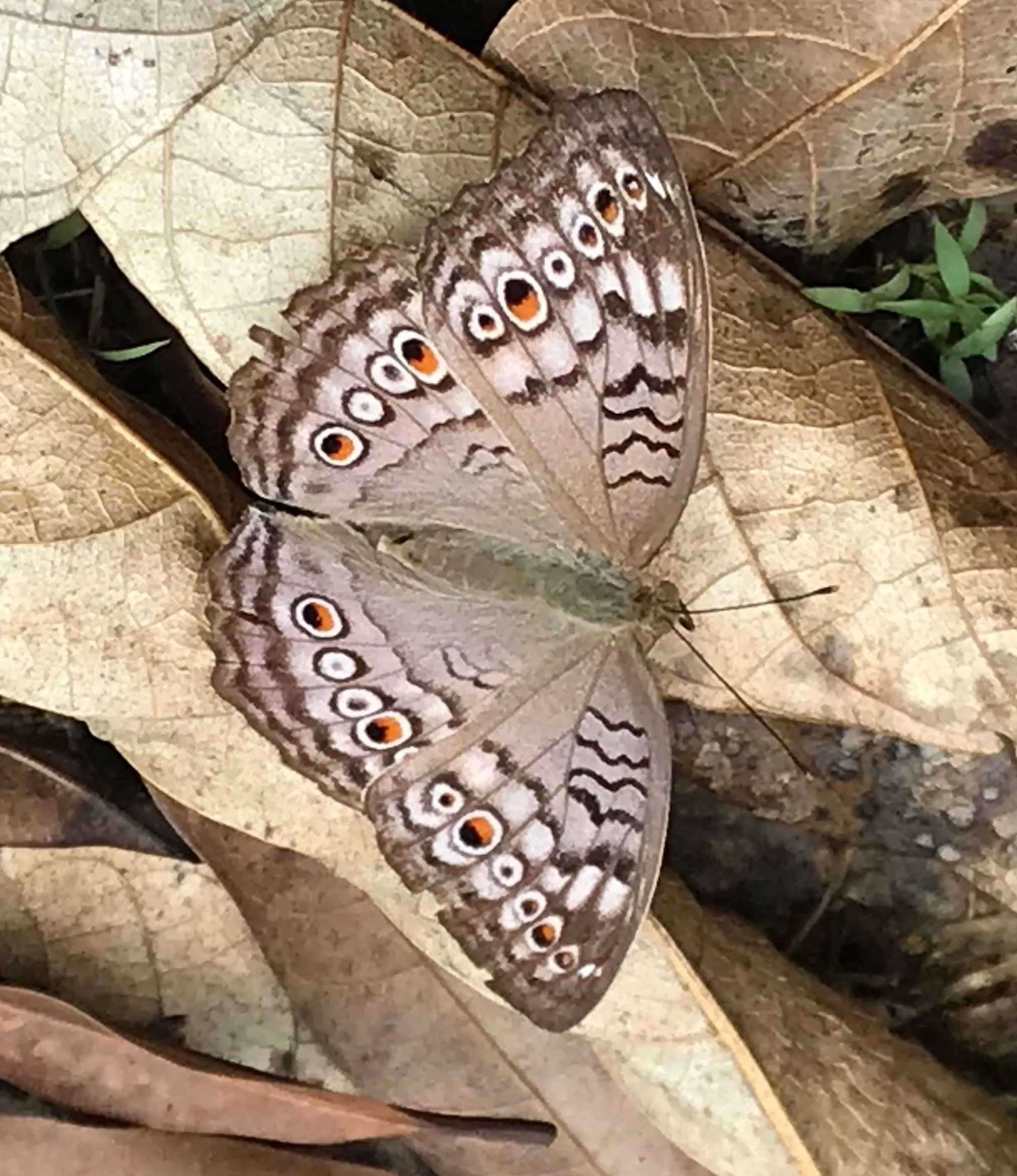 Junonia atlites