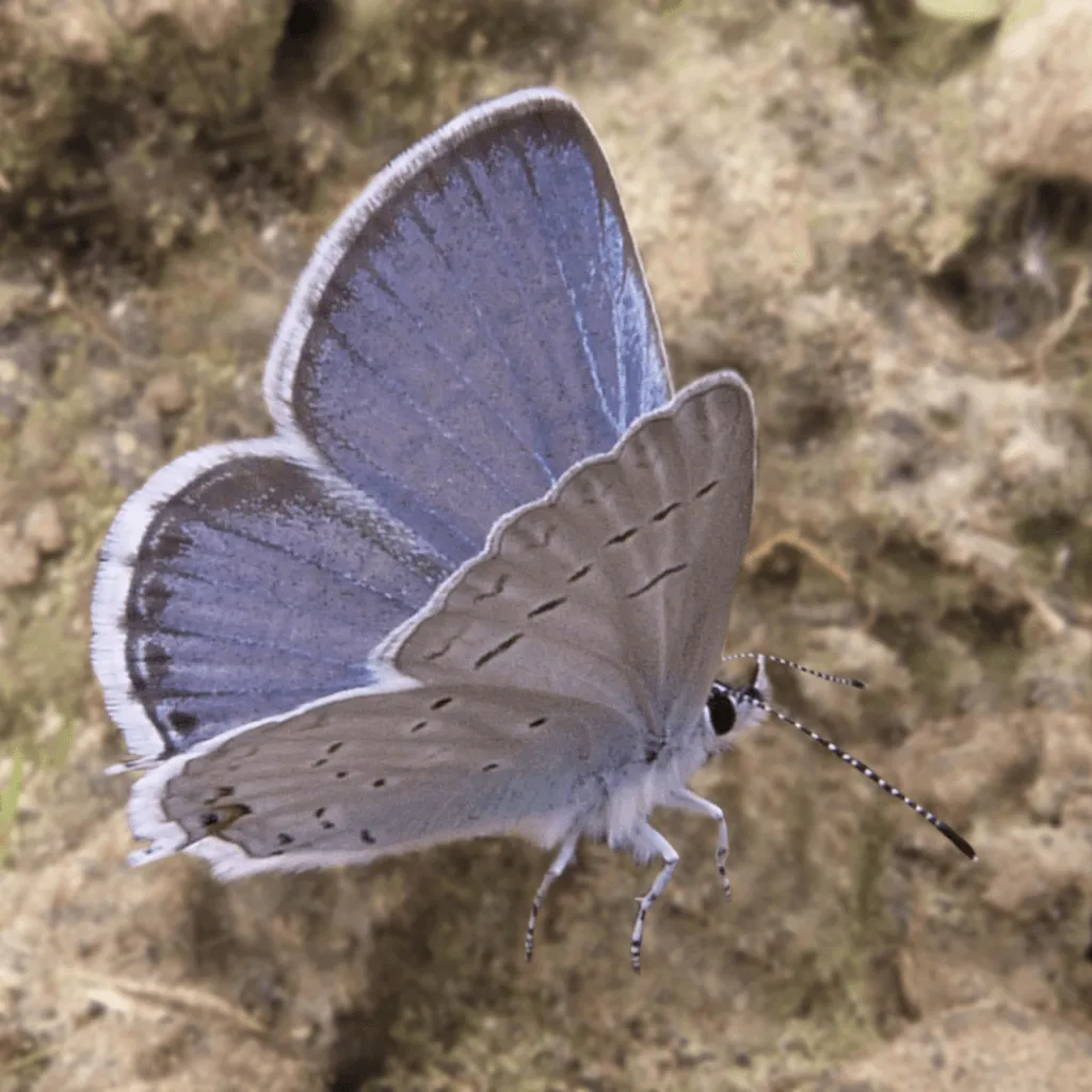Butterfly Species Found in Arizona Thompson Arboretum