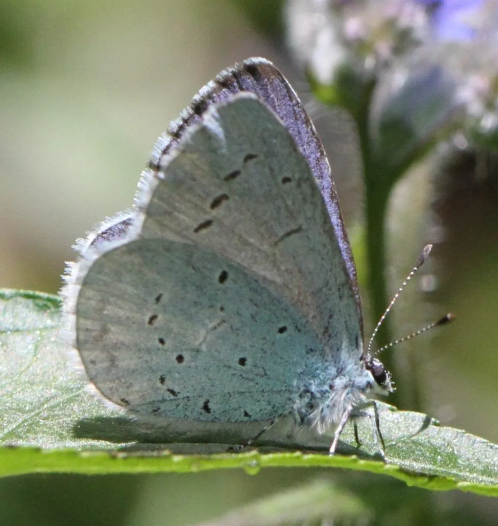 Early Emerging Butterflies Identification