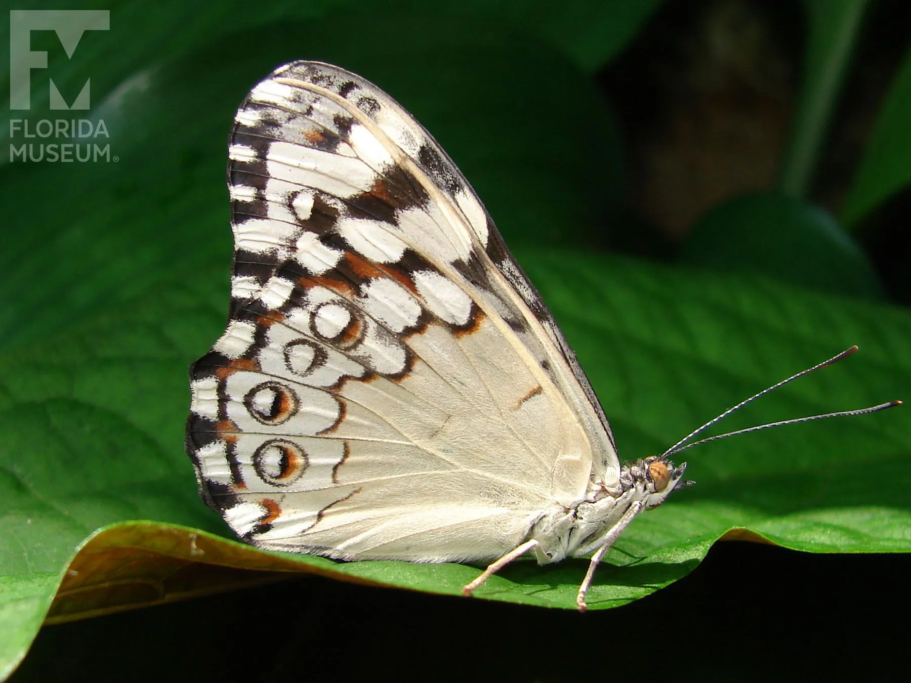 Grey Cracker