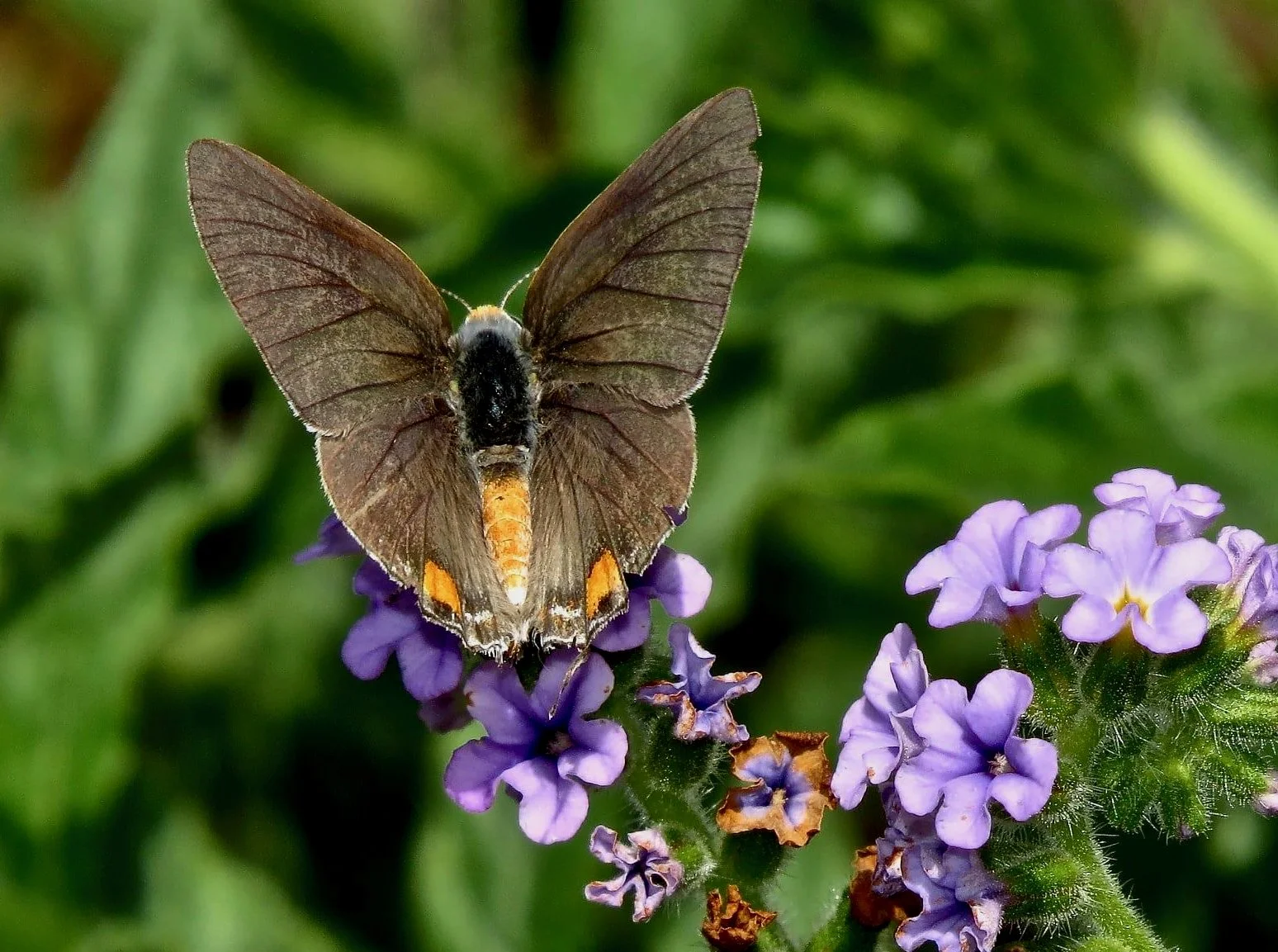 Gray Hairstreak