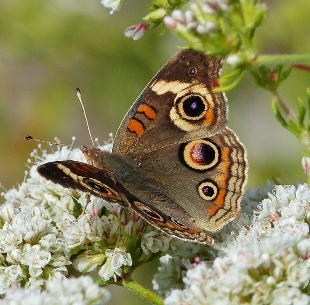 Native Butterflies