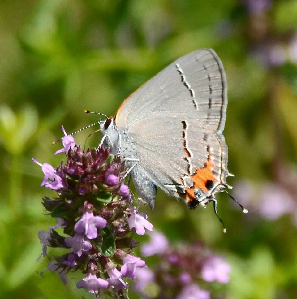 Where can you find the gray hairstreak? Look for this beautiful, little butterfly among the clover. Arts and Culture. The Berkshire Eagle