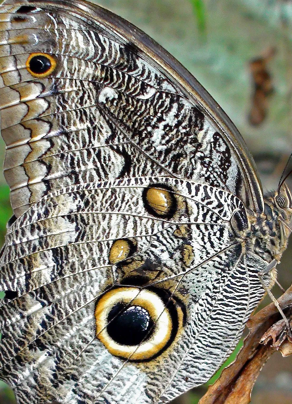 How to build a butterfly!