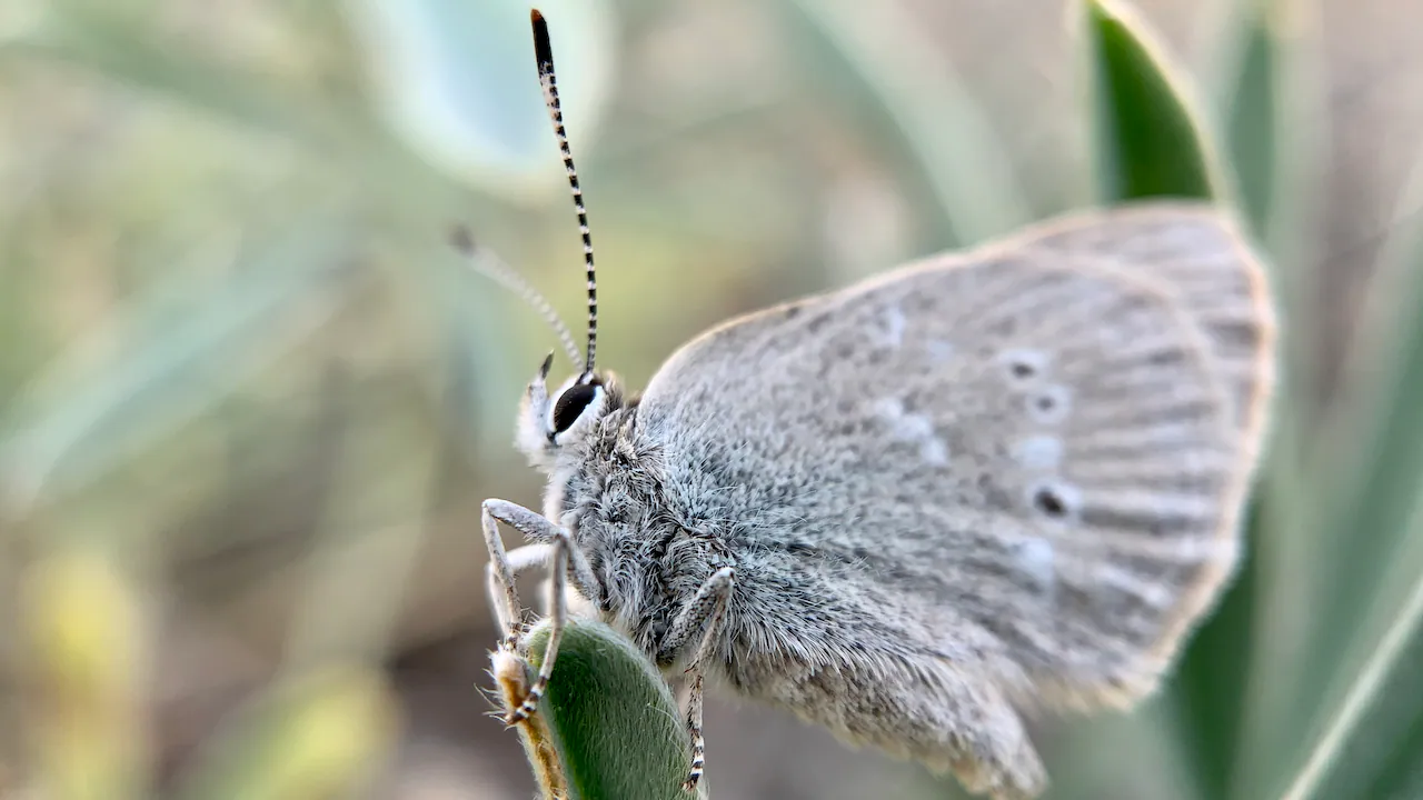 Curiously isolated' butterfly species discovered in Waterton Lakes National Park
