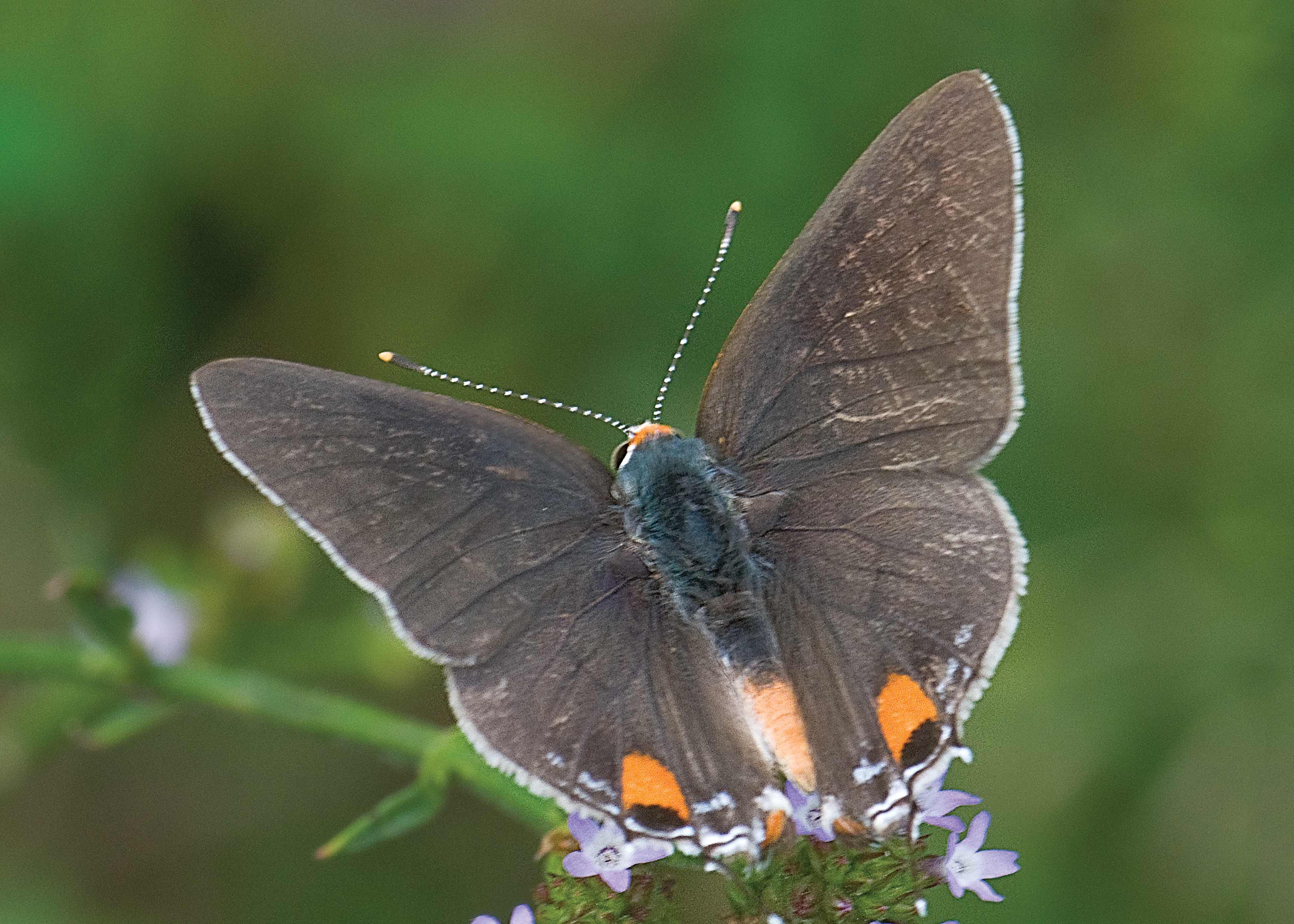 Gray Hairstreak Butterfly Atlas