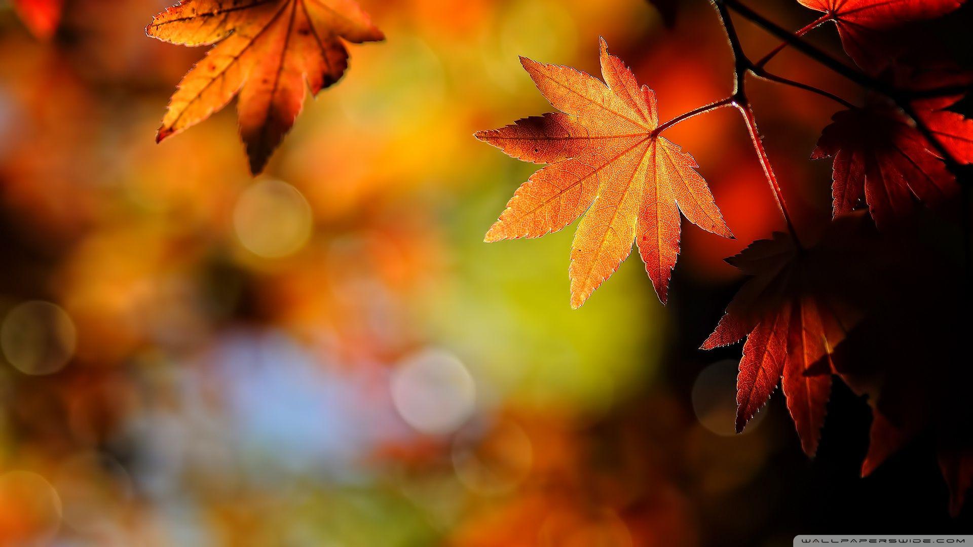 Autumn Maple Leaves Ultra HD Desktop Background Wallpaper for 4K UHD TV, Widescreen & UltraWide Desktop & Laptop, Tablet