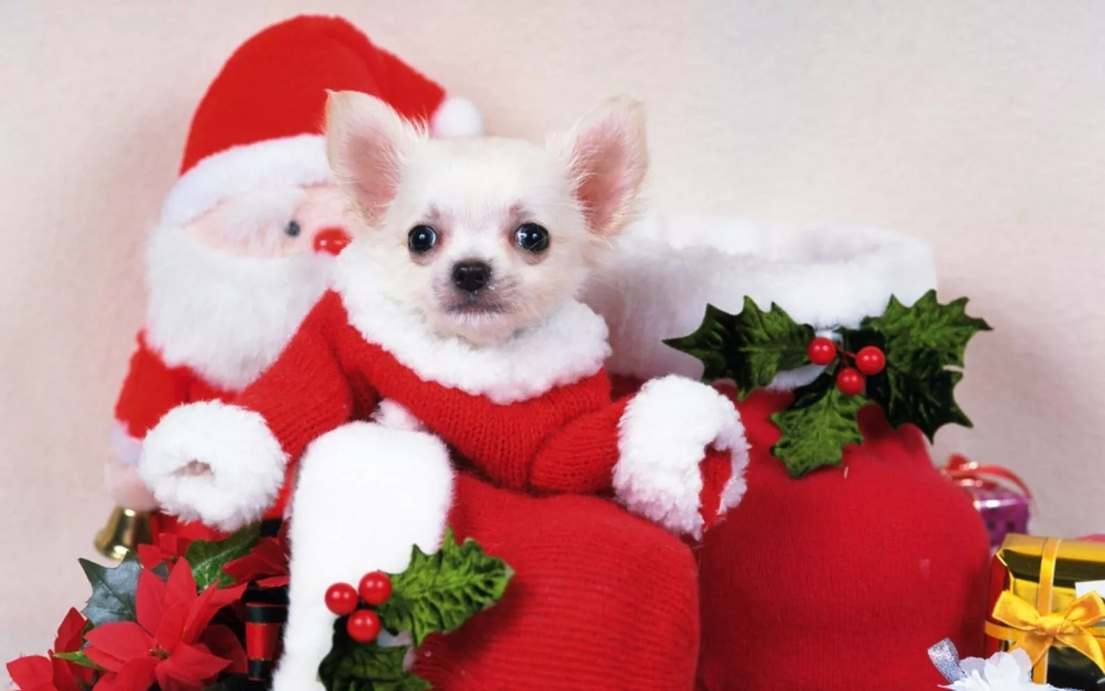 Free Cute Christmas Puppy Picture