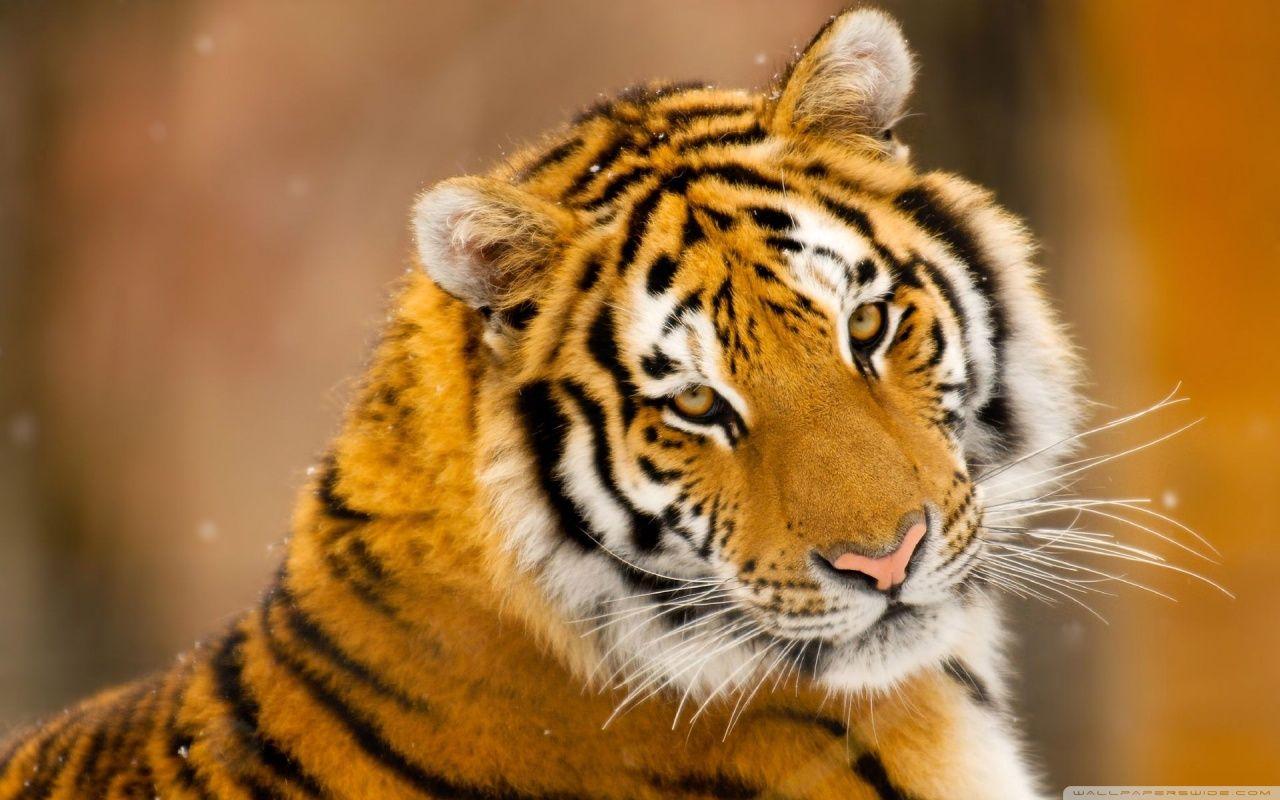Siberian Tiger Wild Animal HD desktop wallpaper, Widescreen