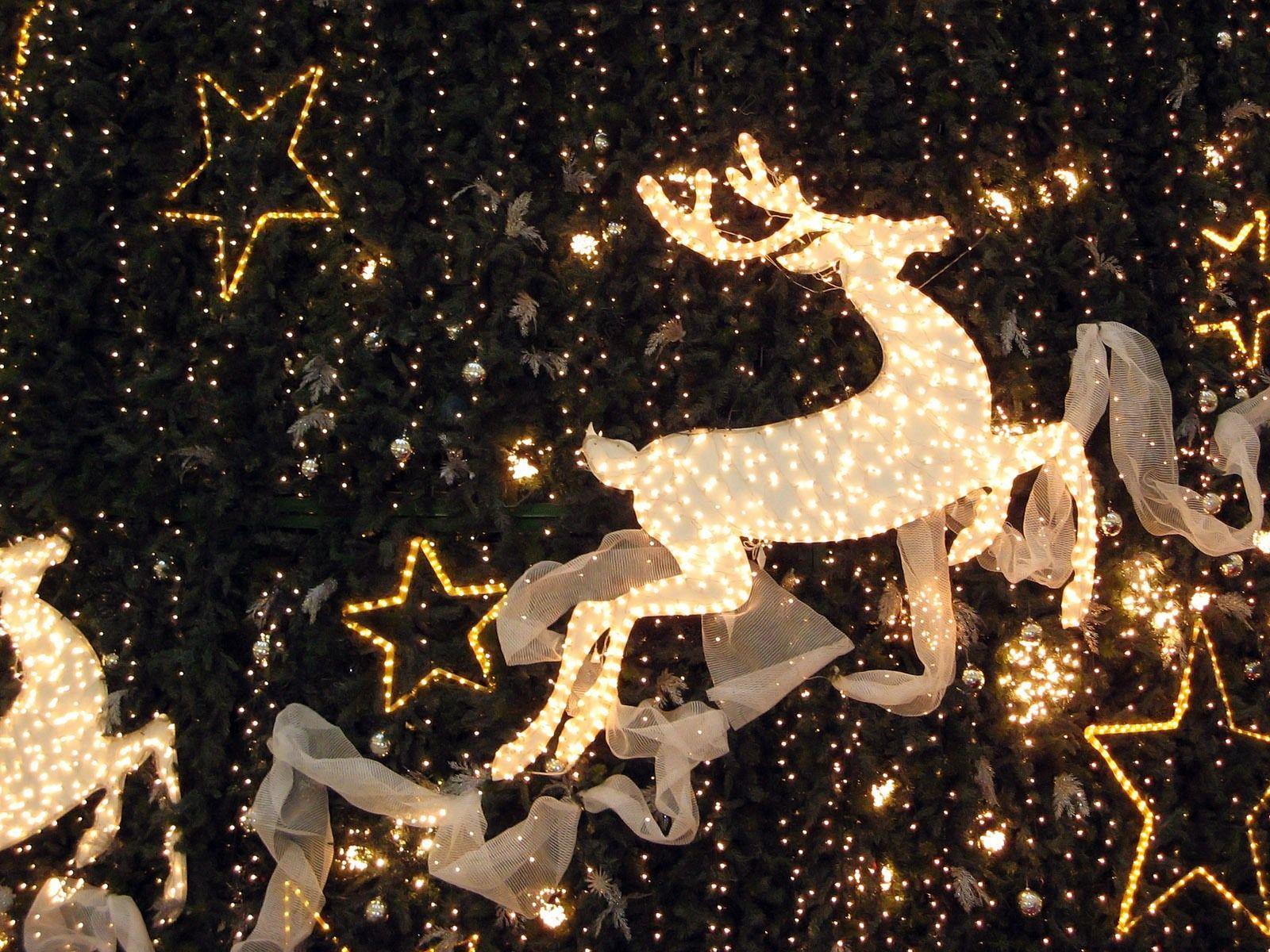 Reindeer Lights desktop wallpaper