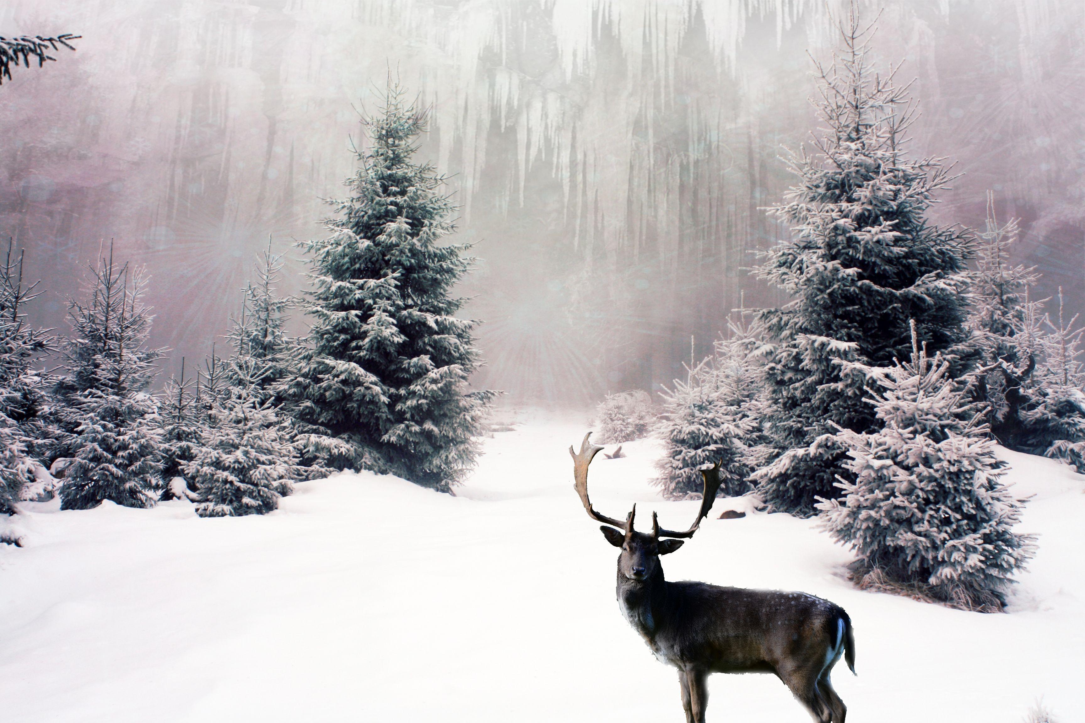 Snow Reindeer Wallpaper Wallpaper Area. HD Wallpaper Download