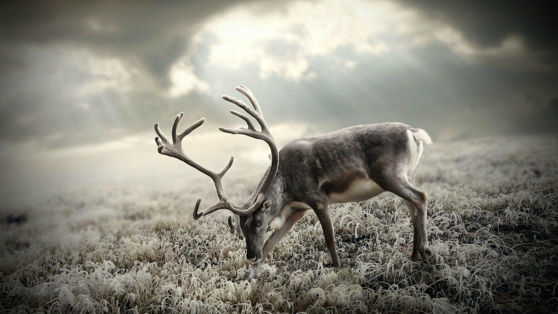 reindeer wallpaper Archives HD Free Wallpaper in All