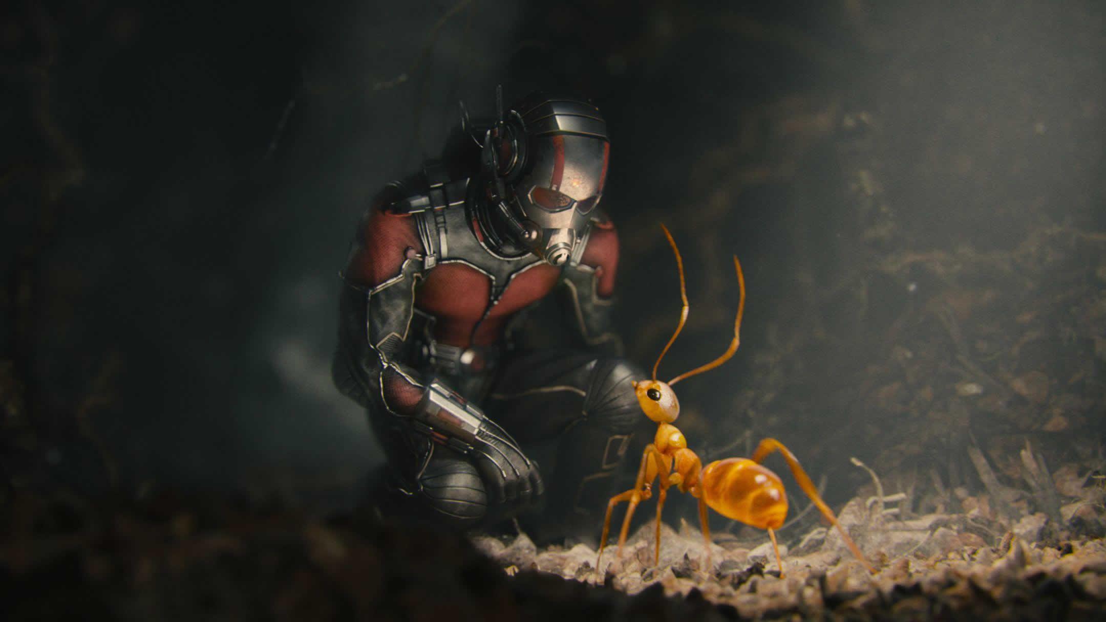Ant Man HD Wallpaper
