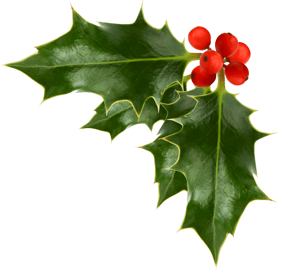 Holly hd image Christmas Holly Wallpapers Wallpaper Cave