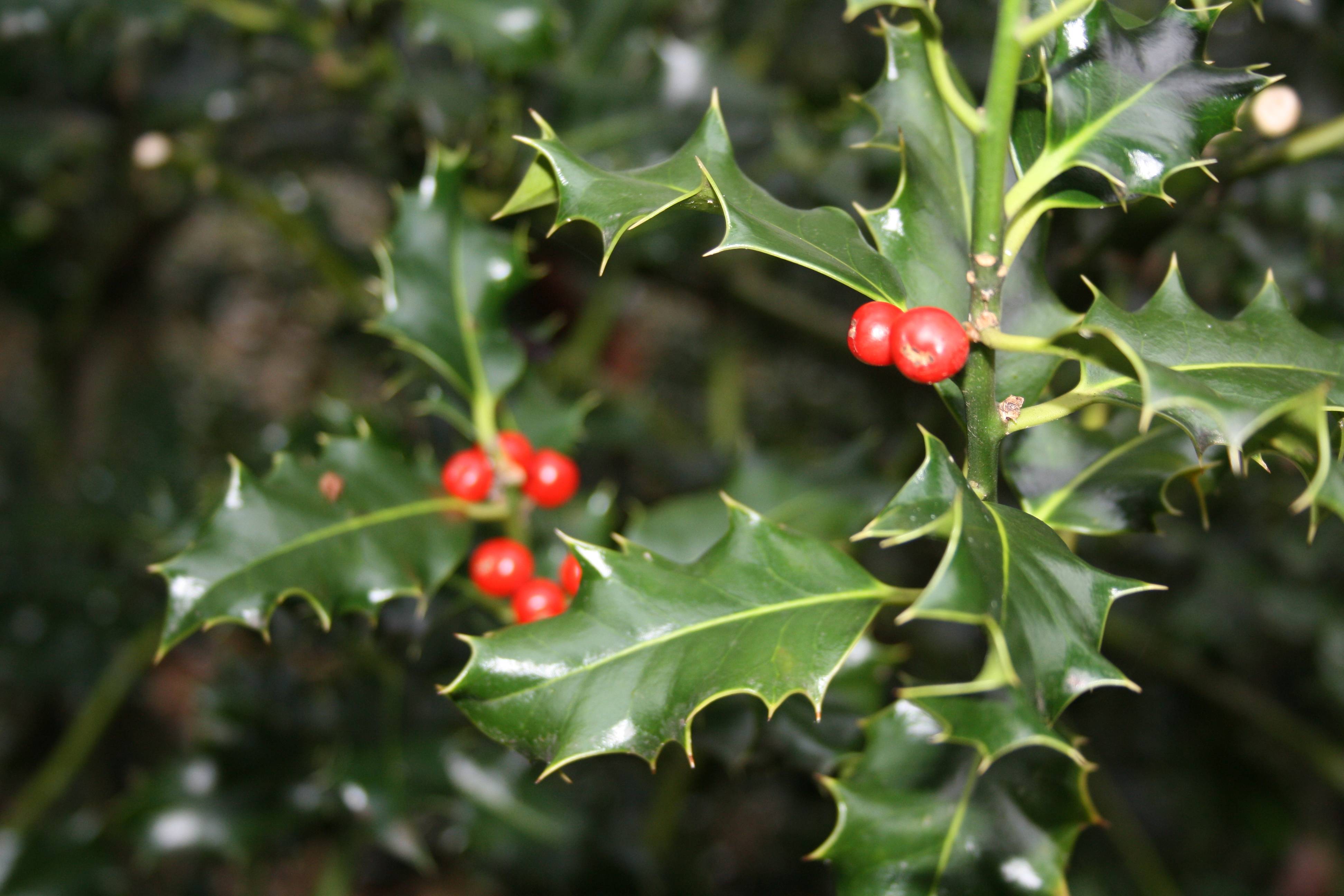 christmas holly wallpapers wallpaper cave