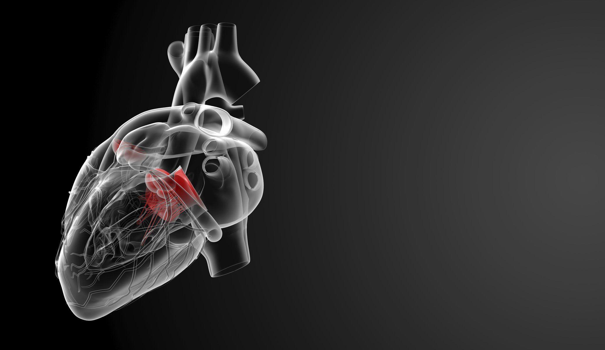 Heart Anatomy Wallpaper