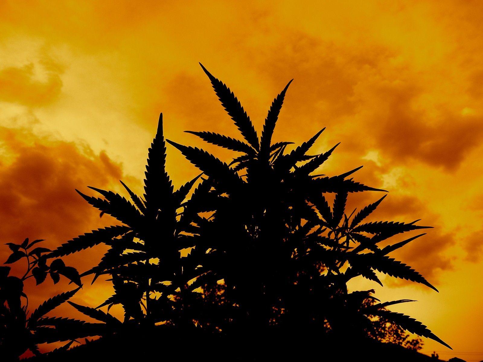 Weed Wallpapers - Top 30 Best Weed Backgrounds Download