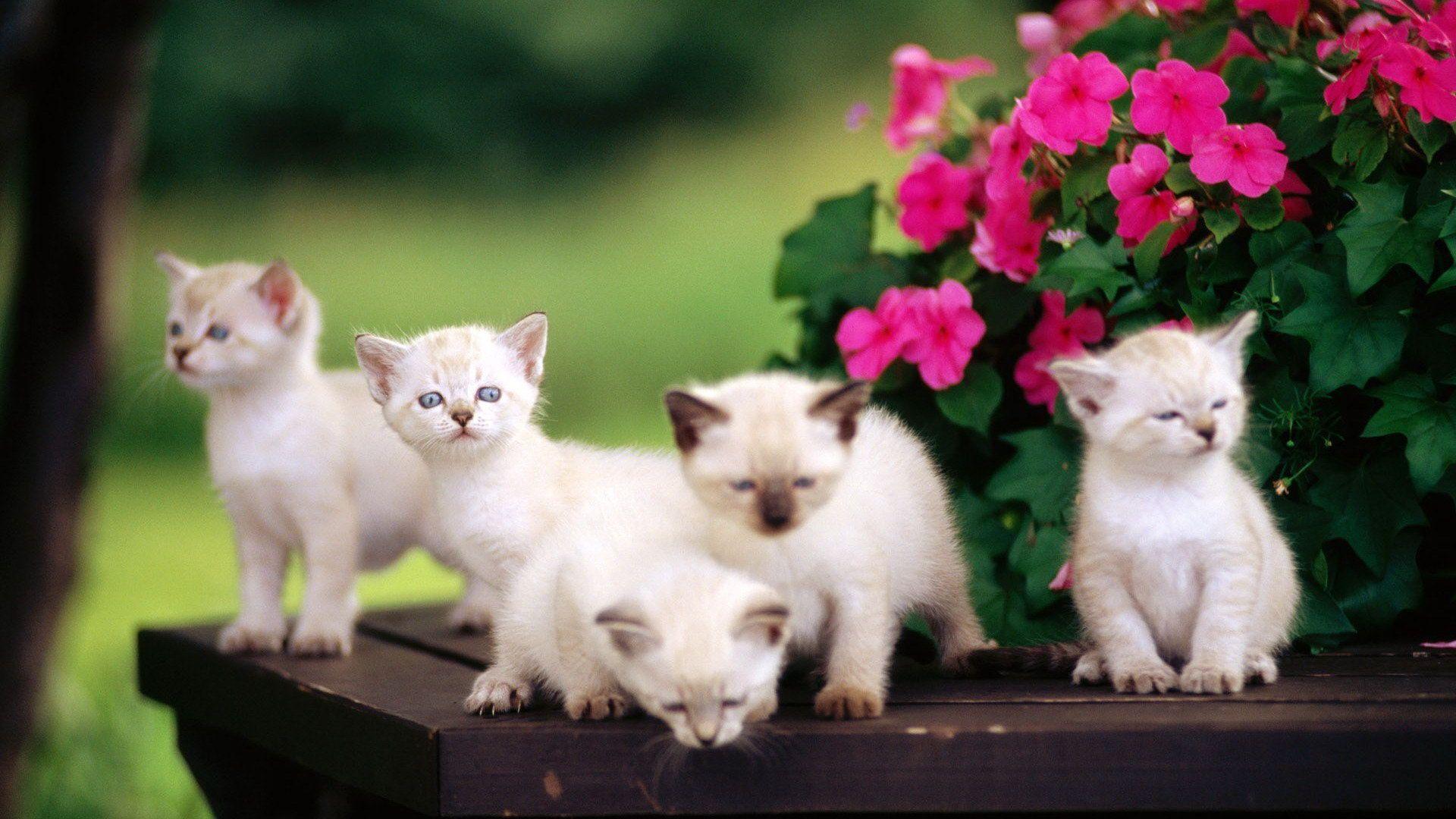 Cute Animals HD wallpapers