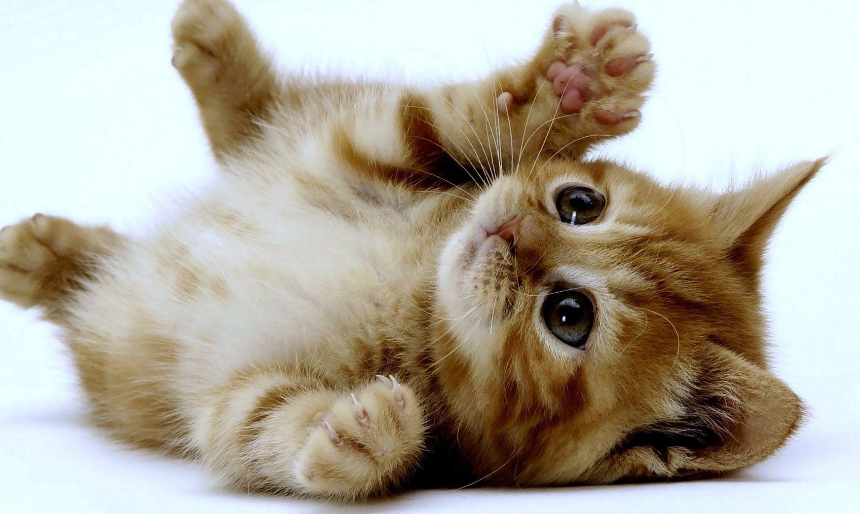 cute animals wallpapers 15I 1