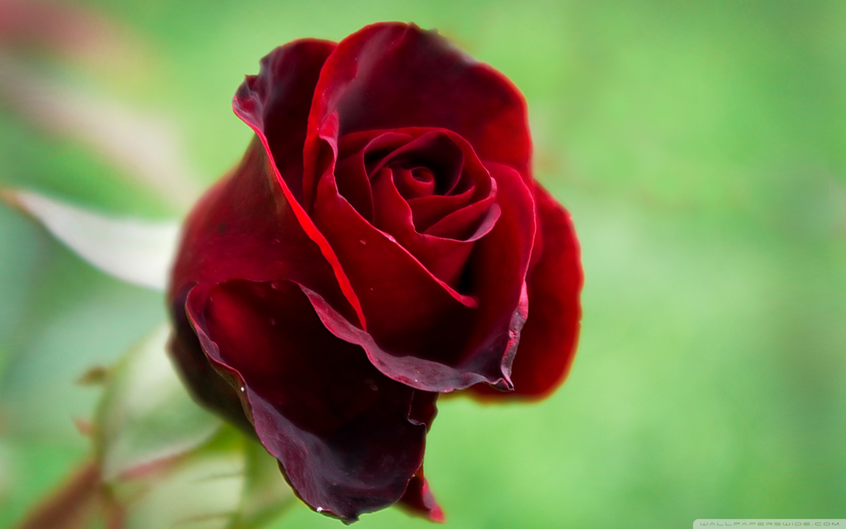 Beautiful Red Rose Wallpaper