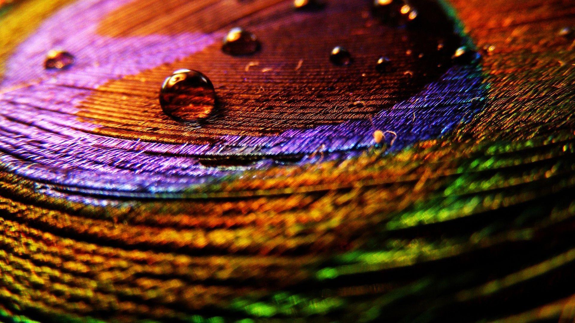 colorful peacock feather wallpaper